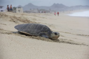 Tortuga marinası pişman oldu.