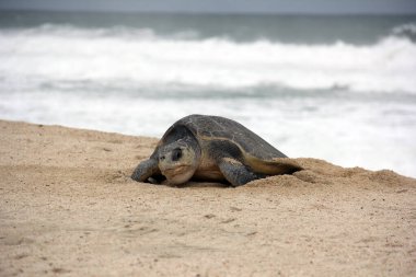Tortuga marinası en playa