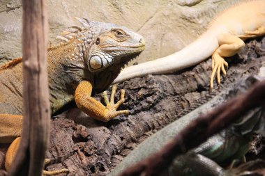 Sarı iguana, yeşil iguana