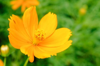 Kozmos sülfür, Asteraceae familyasından bir bitki türü olup sülfür kozmozu ve sarı kozmos olarak da bilinir. Yaklaş, seçici odaklanma.