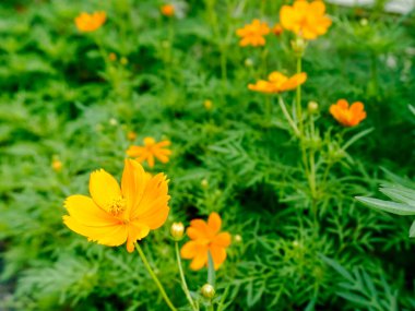 Kozmosun sarı çiçeğine tünemiş bir böcek. Sülfür evreni ve sarı evren olarak da bilinir..