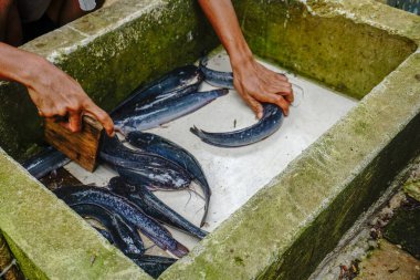 Pişmeden önce taze yayın balıklarını (Clarias Gariepinus) temizliyorum. Restoran konseptinde hammaddenin hazırlanması.