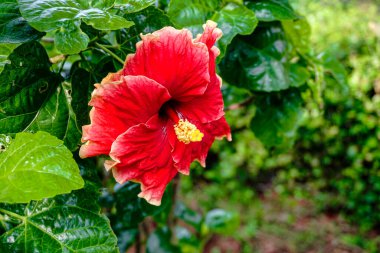 Hibiscus Rosa Sinensis çiçeğinin güzel kırmızı rengi, aynı zamanda Çin Hibiscus, Çin Gülü veya Rose Mallow olarak da bilinir.. 