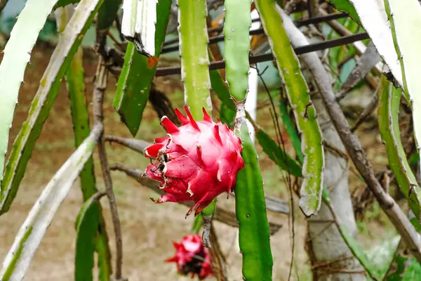 Pitaya ya da bitkide kırmızı ejderha meyvesi. Seçici odak