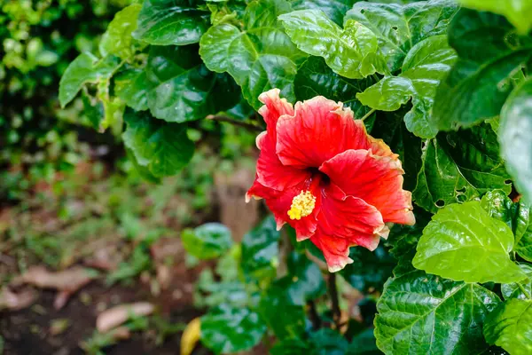 Hibiscus Rosa Sinensis çiçeğinin güzel kırmızı rengi, aynı zamanda Çin Hibiscus, Çin Gülü veya Rose Mallow olarak da bilinir.. 
