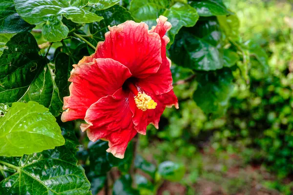 beautiful red colored of Hibiscus Rosa Sinensis flower, also known as Chinese Hibiscus, China Rose or Rose Mallow.