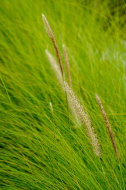Pampass Grass (Also called Alang-alang, bunga kemoceng) in the garden. Pampass Grass (Also called Alang-alang, bunga kemoceng) with a natural background clipart