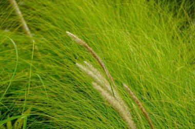 Pampass Grass (Also called Alang-alang, bunga kemoceng) in the garden. Pampass Grass (Also called Alang-alang, bunga kemoceng) with a natural background clipart