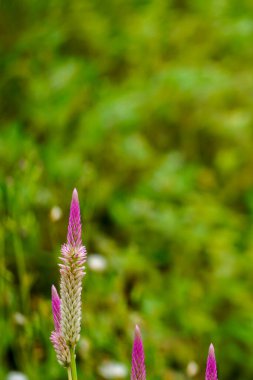 Güzel Celosia pembe ve beyaz çiçeği, buğday çayırı yeşil doğada izole edilmiş bulanık arka plan. Yaz çiçekleri. Seçici odak