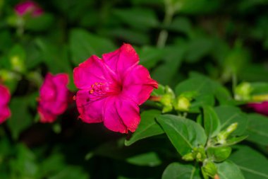 Mirabilis Jalapa 'nın güzel pembe çiçeği, Peru' nun mucizesi ya da doğanın arka planında saat 4 'teki çiçek.