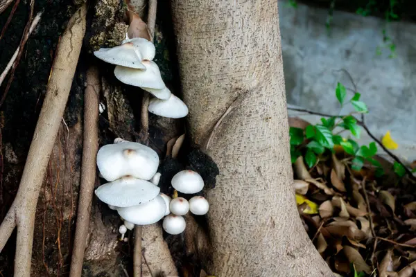 Yağmur mevsiminde mantarlar ağaç gövdelerinde yetişir.