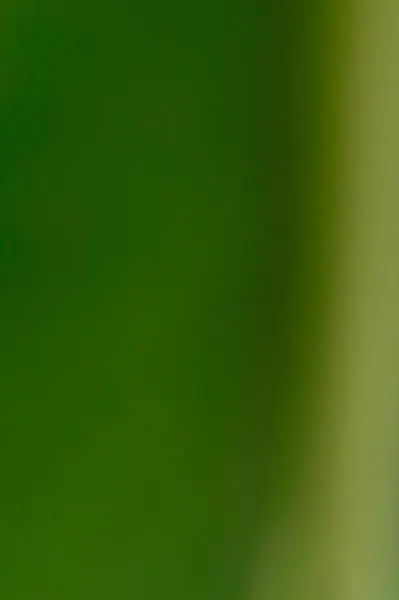 Yumuşak odaklı yeşil eğimli soyut arkaplan. Soldaki koyu yeşilden daha açık yeşile, sağdaki daha sarımsı yeşile geçiş.. 