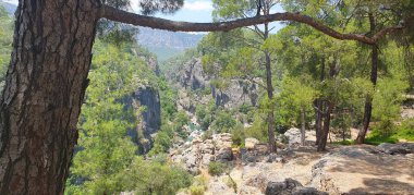 Türkiye 'de yeşil ağaçlar ve mavi gökyüzü