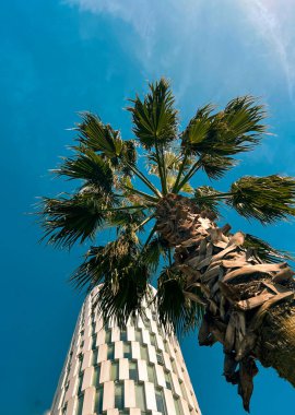 Georgia, Batumi 'de gökdelenli palmiye ağacı tacı. Yüksek kalite fotoğraf