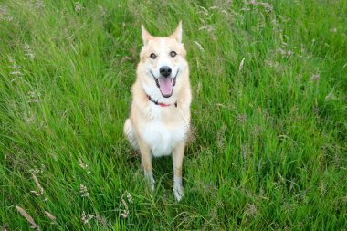 Yeşil çayırdaki mutlu laika köpeğinin portresi. Yüksek kalite fotoğraf