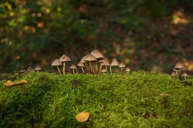Ağaç kütüğünde micena galericulata mantarı. Yüksek kalite fotoğraf