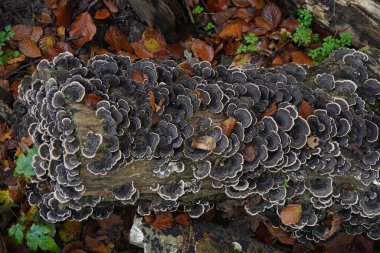 Türkiye kuyruğu ağaç kütüğünde versicolor mantarı geziyor. Kapat ya da makro 