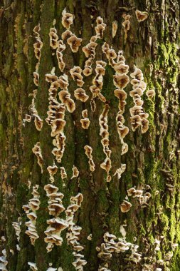 Ağaç kütüğünde Plicaturopsis crispa mantarı. Yüksek kalite fotoğraf