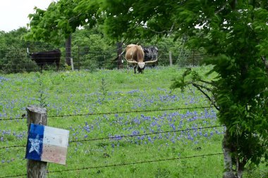 Longhorn in a bluebonnet field backroads of Texas clipart