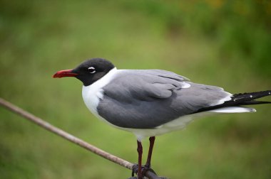 Tarlada güzel bir martı