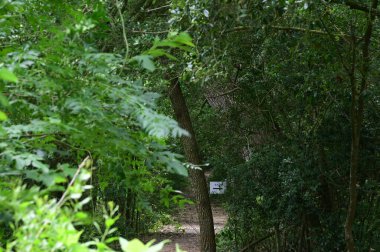 Ormanın güzel manzarası