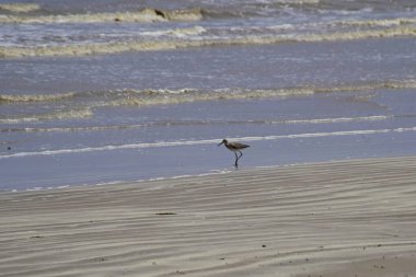 Sahildeki bir kuşun yakın çekimi.