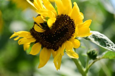 Güzel botanik fotoğrafı, doğal duvar kağıdı.