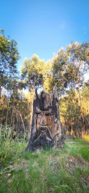 Bir ağaç gövdesi kesilmiş ve yanarak toteme dönüşmüş, gizemli ve ciddi yerli bir yüze sahip, Avustralya 'nın iç kesimlerindeki bir yolun ortasında.