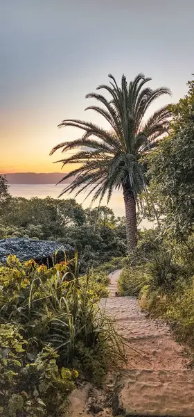 View of the sea between plants and trees, palm trees, with a staircase, on the hill in Palm Beach, in Sydney, Australia, in incredible sunset light.
