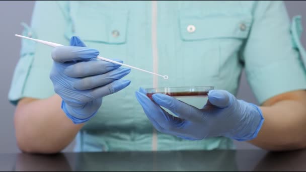 Primo Piano Uno Scienziato Mano Organizzare Piatto Vetro Capsule Petri — Video Stock
