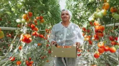 Endüstriyel ve Parlak Serada Domateslerle Mutlu Çiftçi Yürüyüşleri. Organik Bitkiler Sıraları Büyüyor. 