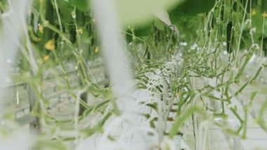 Modern sebze üretimi. Modern sera. Salatalıklar hidroponik olarak büyüdü. Serada salatalık yetiştirmek. Damlatma sulama sistemi. Hidrofonik.