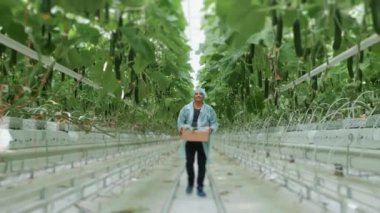 Tatmin olmuş bir çiftçi modern bir serada salatalık sıraları boyunca bir kutu dolusu salatalıkla yürür. Sebze yetiştirmek için modern teknolojiler. Teknolojik sera.