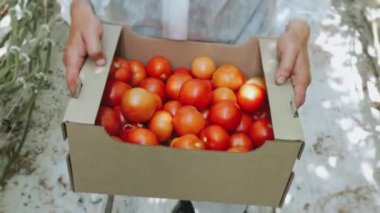 Endüstriyel ve Parlak Serada Domateslerle Mutlu Çiftçi Yürüyüşleri. Organik Bitkiler Sıraları Büyüyor. 