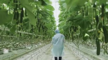Bir çiftçi, modern bir serada salatalık sıraları boyunca bir kutu dolusu salatalıkla yürür. Sebze yetiştirmek için modern teknolojiler. Teknolojik sera.