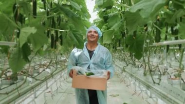 Tatmin olmuş bir çiftçi modern bir serada salatalık sıraları boyunca bir kutu dolusu salatalıkla yürür. Sebze yetiştirmek için modern teknolojiler. Teknolojik sera.