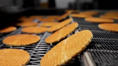 Bir şekerleme fabrikasında modern Hollanda waffle 'ı üretimi. Waffle 'lar konveyör boyunca hareket ederler. Waffle üretimi. Modern şekerleme fabrikası.