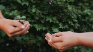 Tarım. Çocukların elleri yeşil filizleri kadınların eline verir. Yeşil bir bitkinin genç embriyosu. Tarım kavramı.