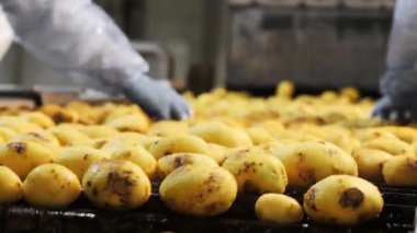 Eldiven takan bir gıda endüstrisi çalışanı cips üretim tesisinde patatesleri elle kontrol eder ve ayırır..