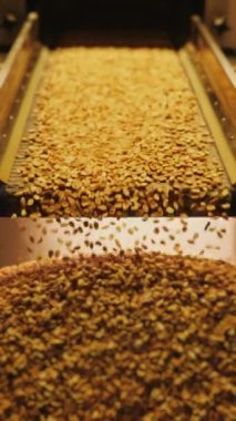 Kavrulmuş fıstık taşıyıcı bant boyunca hareket eder. Bir fındık fabrikasında işlem sıralamak. Kavrulmuş fıstık paketleme üretim hattı.