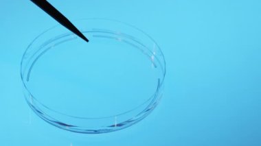 Sıvı damlacıkların bir bilim laboratuarında bir pipetten bir petri kabına düşmesi. Laboratuvar tıbbi araştırması. Virüsü inceliyorum. Laboratuvar testi.