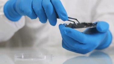 Mavi eldivenli ve koruyucu giysili bir araştırmacı bir çift cımbız kullanarak petri kabından toprak örneği alıyor ve ona bakıyor. Bilimsel tarım laboratuvarı.