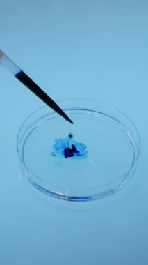 Sıvı damlacıkların bir bilim laboratuarında bir pipetten bir petri kabına düşmesi. Laboratuvar tıbbi araştırması. Virüsü inceliyorum. Laboratuvar testi. Dikey video.