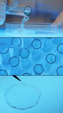 Sıvı damlacıklardan oluşan çoklu ekran kolajı bir bilim laboratuarında pipetten petri kabına düşüyor. Laboratuvar tıbbi araştırması. Virüsü inceliyorum. Laboratuvar testi. Dikey video.