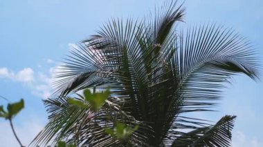 Tropikal bir kıyıda palmiye dalları. Bir palmiye yaprağının arasından gökyüzünü görmek. Tropik bir adanın plajı. Rüzgarda sallanan bir palmiye yaprağı.