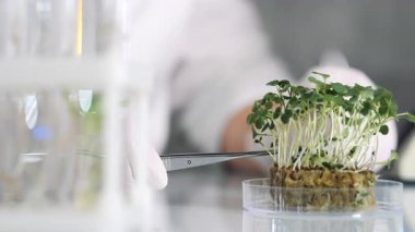 Koruyucu eldiven giyen bir bilim adamı petri kabından bitki örneği almak için cımbız kullanır. Yemek Bilimi. Gıda ekimi ve üretimi için laboratuardaki bitki büyümesini optimize etmek.