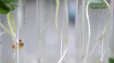 Laboratuvarda test tüplerinde bulunan yeşil bitki örnekleri. Yemek Bilimi. Gıda ekimi ve üretimi için laboratuardaki bitki büyümesini optimize etmek.