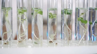 Laboratuvarda test tüplerinde bulunan yeşil bitki örnekleri. Yemek Bilimi. Gıda ekimi ve üretimi için laboratuardaki bitki büyümesini optimize etmek.