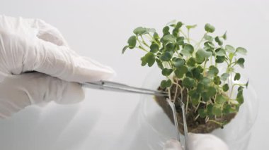 Koruyucu eldiven giyen bir bilim adamı petri kabından bitki örneği almak için cımbız kullanır. Yemek Bilimi. Gıda ekimi ve üretimi için laboratuardaki bitki büyümesini optimize etmek.