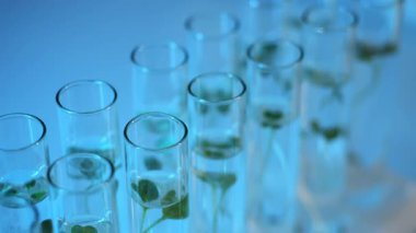 Laboratuvarda test tüplerinde bulunan yeşil bitki örnekleri. Yemek Bilimi. Gıda ekimi ve üretimi için laboratuardaki bitki büyümesini optimize etmek.